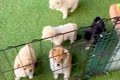 『６匹の赤ちゃん犬…の画像