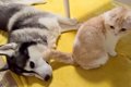 寝転がっている大型…の画像