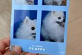 『犬の証明写真』を…の画像
