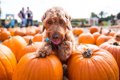 犬と楽しむ秋のお出…の画像