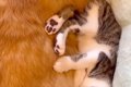 子猫が『犬に育てら…の画像