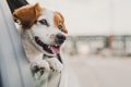 犬が『車で落ち着か…の画像