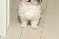 帰宅後、寝ていた犬…の画像