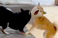 2匹の犬がケンカして…の画像
