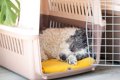 犬と生活する上で欠…の画像