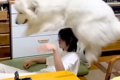 超大型犬が『子犬の…の画像