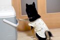 大好きなお父さんが…の画像