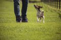 『太りやすい犬』の…の画像