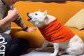 犬に『お父さんと結…の画像