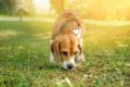 犬は『ニオイ』から…の画像