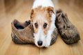 犬が飼い主のお出か…の画像