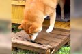 犬がいる庭から『ズ…の画像