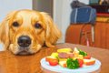 なぜ犬はご飯やおや…の画像