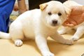 赤ちゃん犬が『はじ…の画像