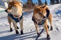 大寒波到来で-34℃…柴…の画像