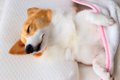 『朝が弱い犬』を起…の画像