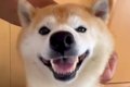 笑顔でナデナデを要…の画像