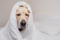 犬が『睡眠不足』に…の画像