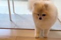 掃除のため『犬用の…の画像
