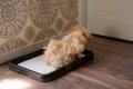 犬に対する『間違っ…の画像