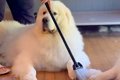 超大型犬2頭をシャン…の画像
