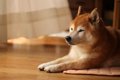 柴犬がみせる特有の…の画像