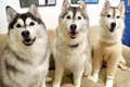 『大型犬3頭だけにな…の画像