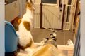 溺愛する小型犬の帰…の画像