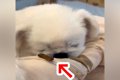寝ている犬の鼻先に…の画像