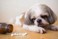 犬にビオフェルミン…の画像