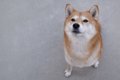 犬に絶対やってはい…の画像