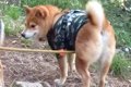 犬が山歩きを楽しん…の画像