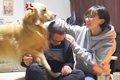 大型犬の前で『パパ…の画像