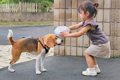実家に遊びに来た犬→…の画像