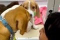 『生後５ヶ月で売れ…の画像