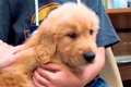 『犬を飼ったことが…の画像