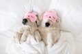 犬を快眠させる『４…の画像