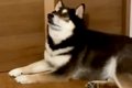 夜にお兄ちゃんが出…の画像