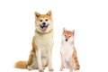 秋田犬と柴犬の違い …の画像