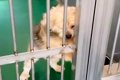飼い主に裏切られ『…の画像