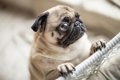 犬の目が『潤んでい…の画像