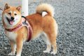 『犬の話し』まとめ…の画像