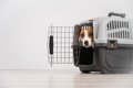犬が『クレート』に…の画像