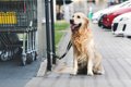 犬が誘拐される危険…の画像