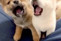 人間が好きすぎる『…の画像