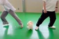 犬は『パパとママが…の画像