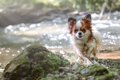 千葉県 愛犬と楽しめ…の画像