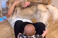 ハスキー犬と赤ちゃ…の画像