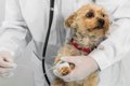 犬の『要麻酔』する…の画像