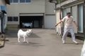 秋田犬ゆうきとのド…の画像